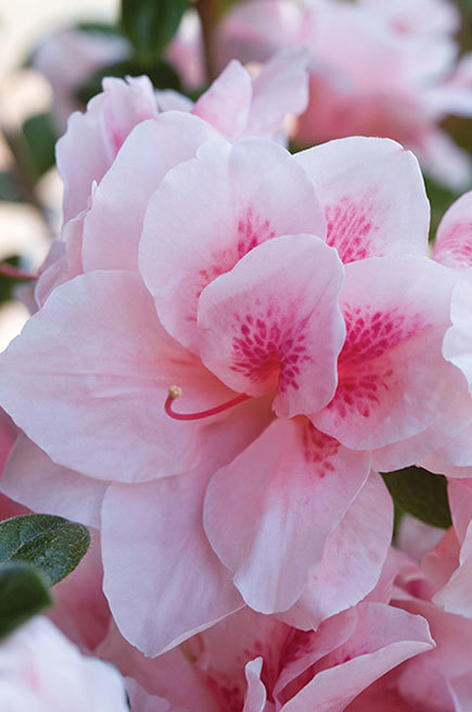Azalea Autumn Chiffon — photo 1