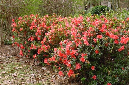 Azalea Autumn Coral — photo 1