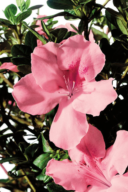 Azalea Autumn Debutante — photo 1