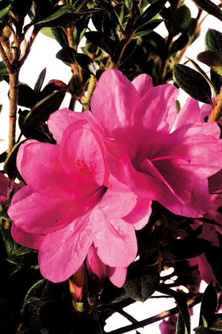 Azalea Autumn Empress — photo 1