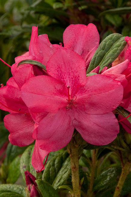 Azalea Autumn Jewel — photo 1
