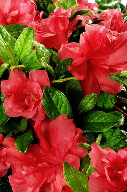 Azalea Autumn Monarch — photo 1