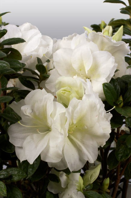 Azalea Autumn Moonlight — photo 1