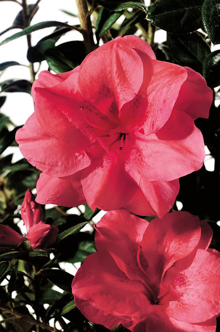 Azalea Autumn Princess — photo 1