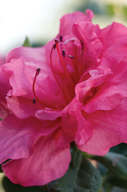 Azalea Autumn Rouge — photo 1