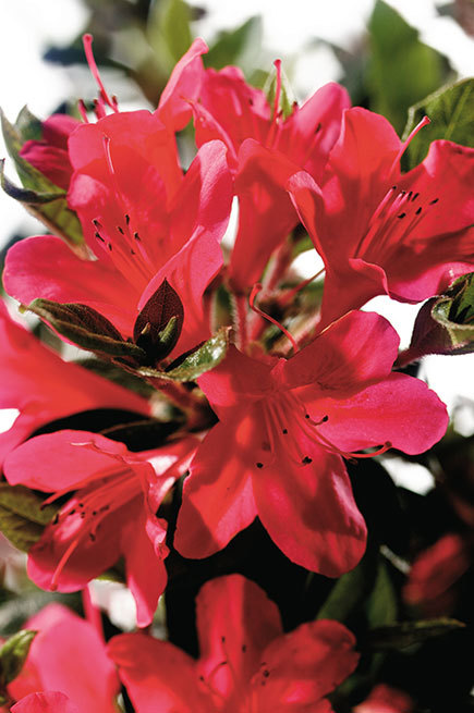 Azalea Autumn Ruby — photo 1