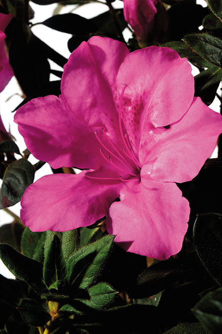 Azalea Autumn Sangria — photo 1