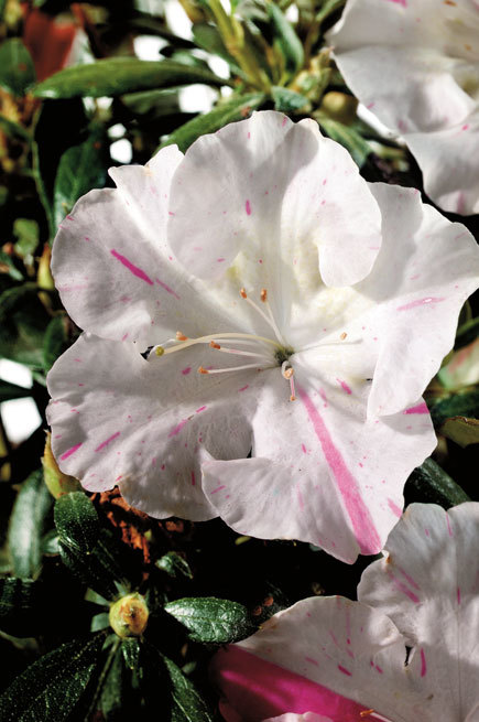 Azalea Autumn Starlite — photo 1