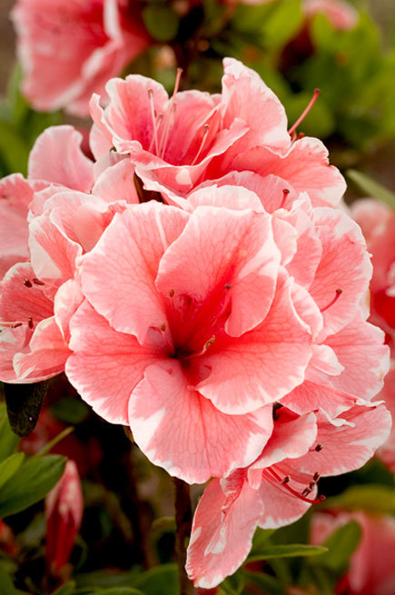 Azalea Autumn Sunburst — photo 1