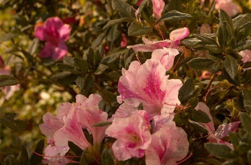 Azalea Autumn Twist — photo 1