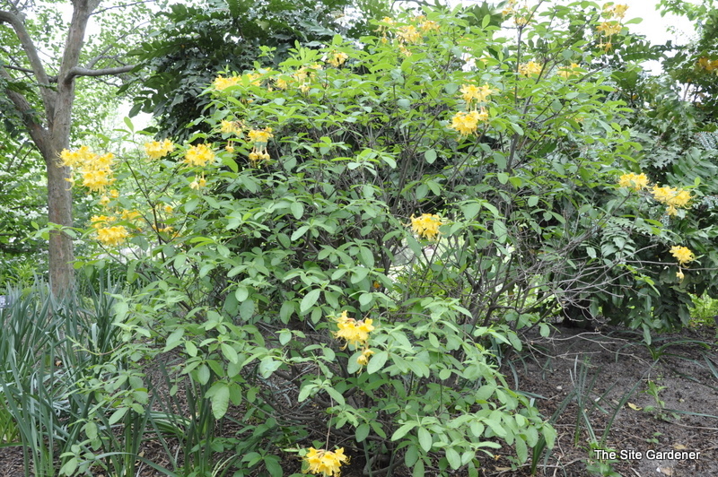 Rhododendron Admiral Semme — photo 1