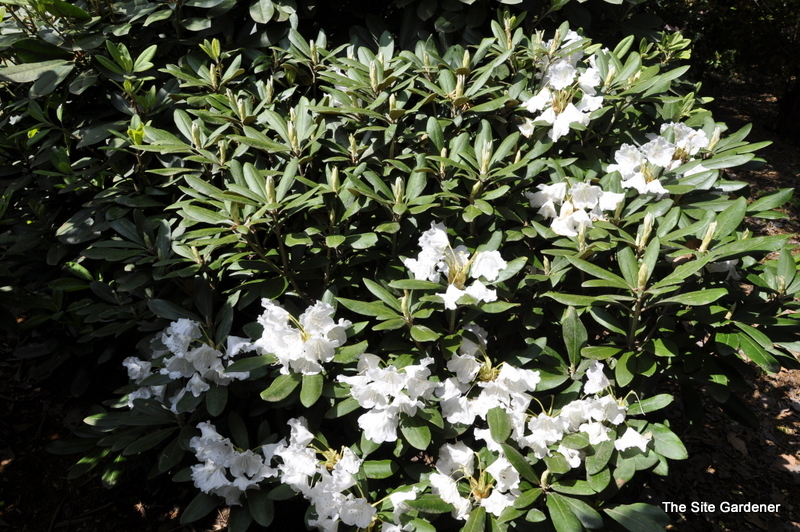 Rhododendron Apple Blossom — photo 1
