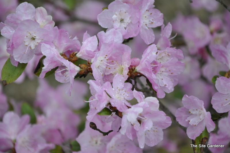 Rhododendron April Song — photo 1