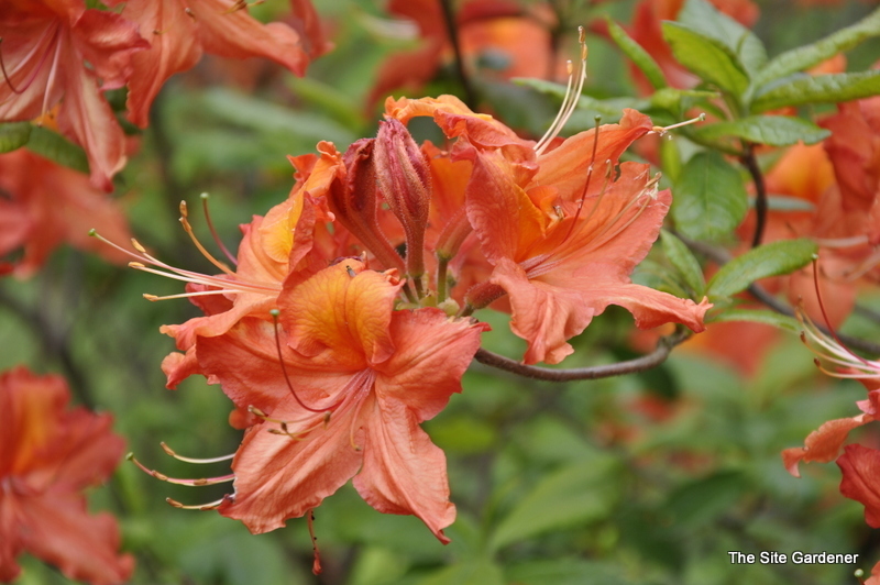 Rhododendron Balzac — photo 1