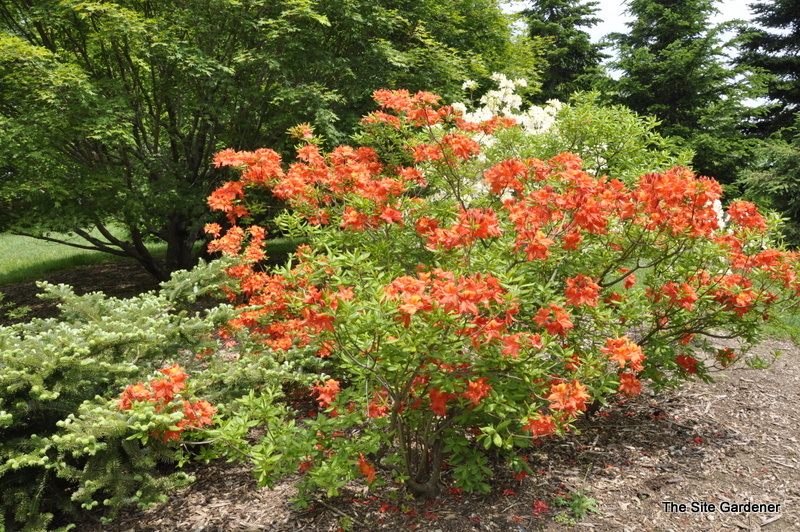 Рододендрон листопадный гибралтар фото