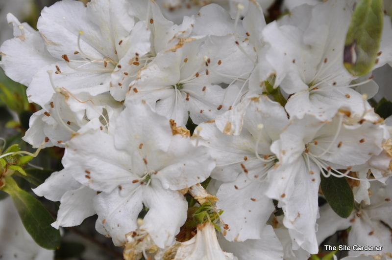 Rhododendron Clara Marie