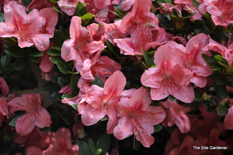 Rhododendron Eros