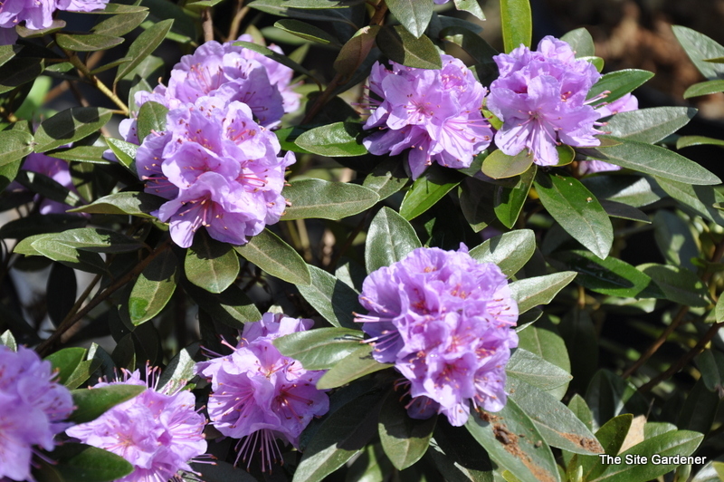 Rhododendron Faisa