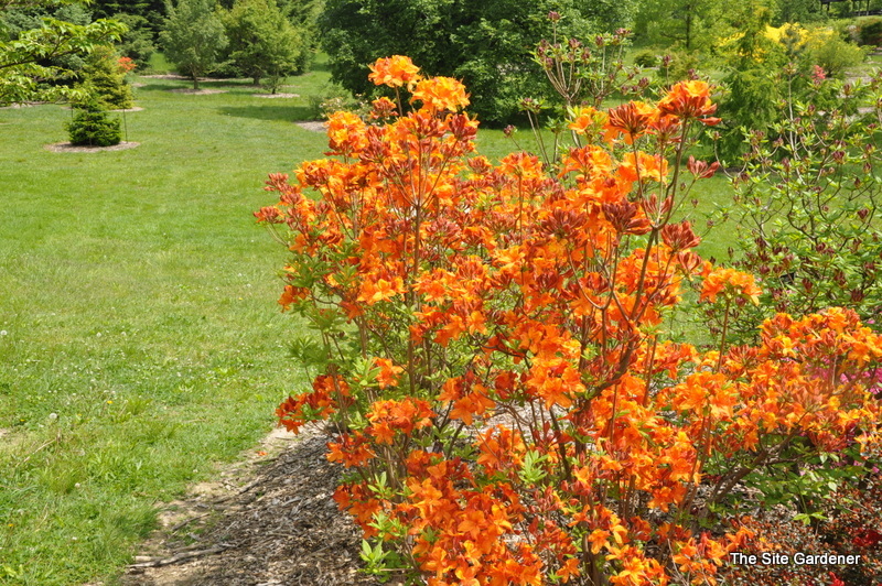 Rhododendron Golden Eagle