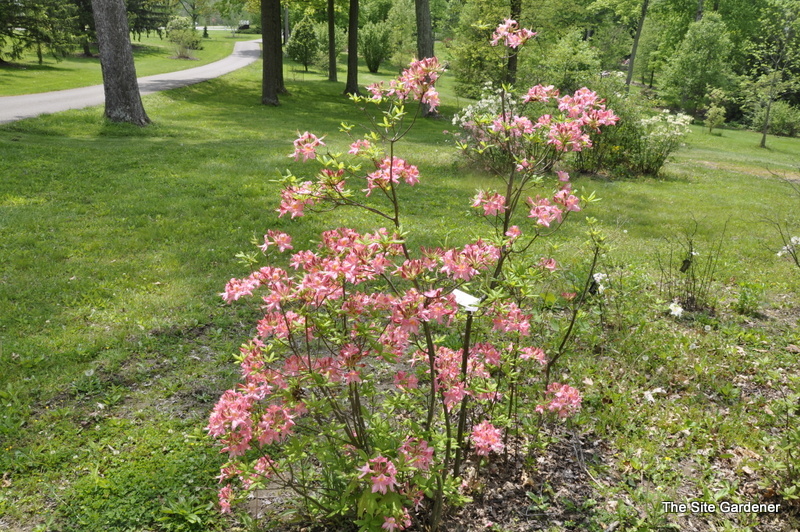 Rhododendron Honeysuckle — photo 1