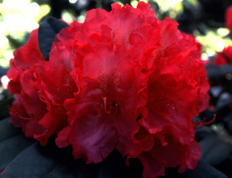 Rhododendron Hot Dawn