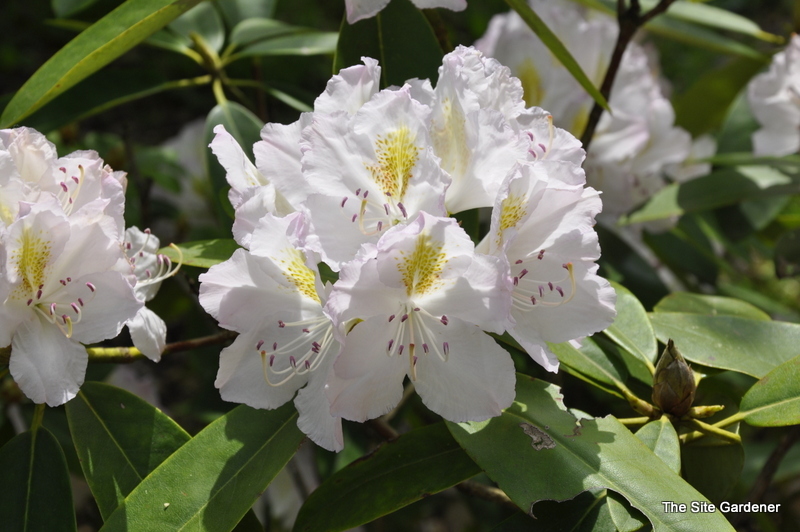 Rhododendron Ice Cube — photo 1