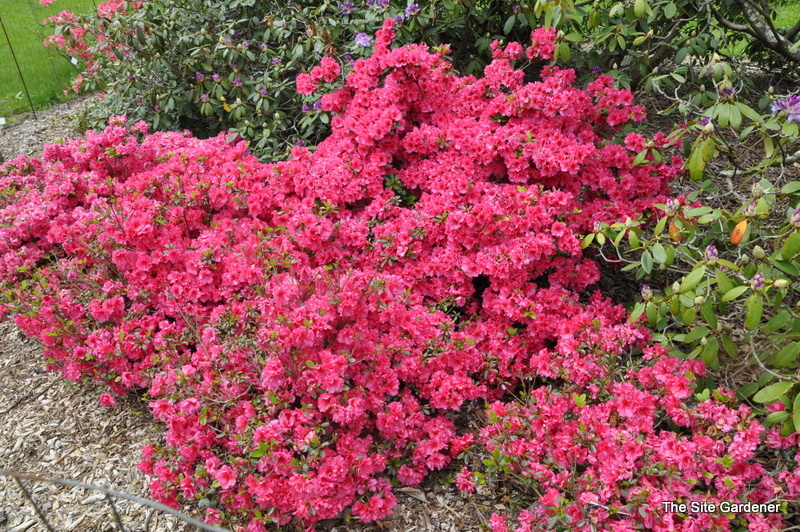 Rhododendron Jeremiah