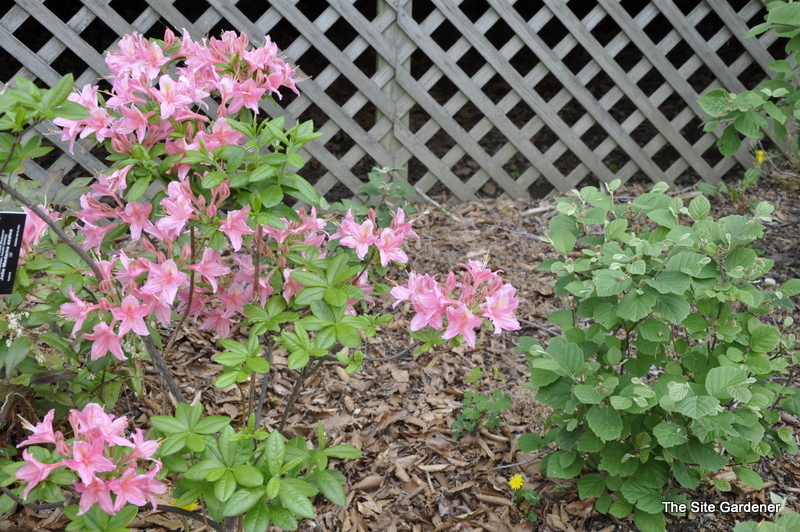 Rhododendron Jolie Madame — photo 1