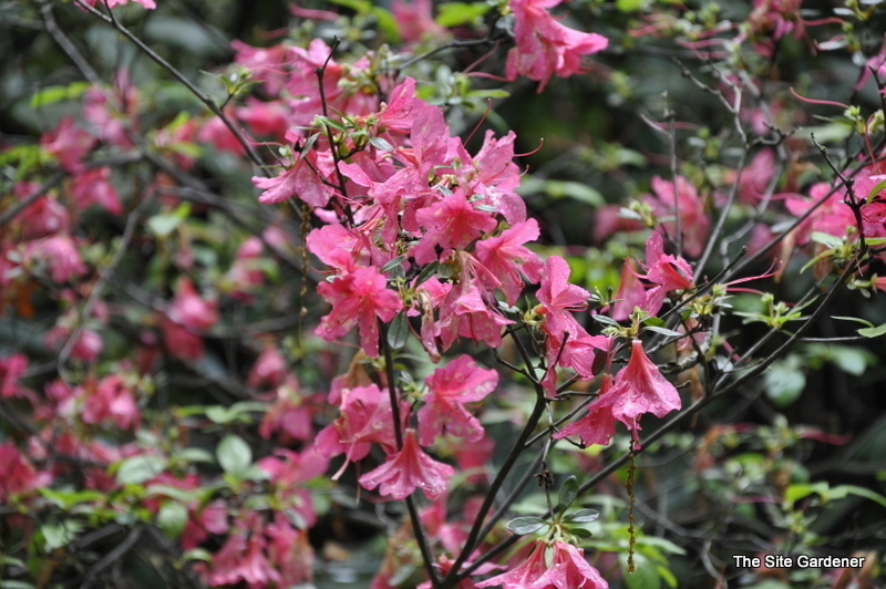 Rhododendron Kathleen