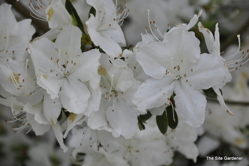 Rhododendron Kathy Ann