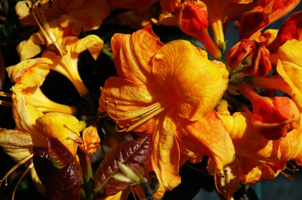 Rhododendron Klondyke