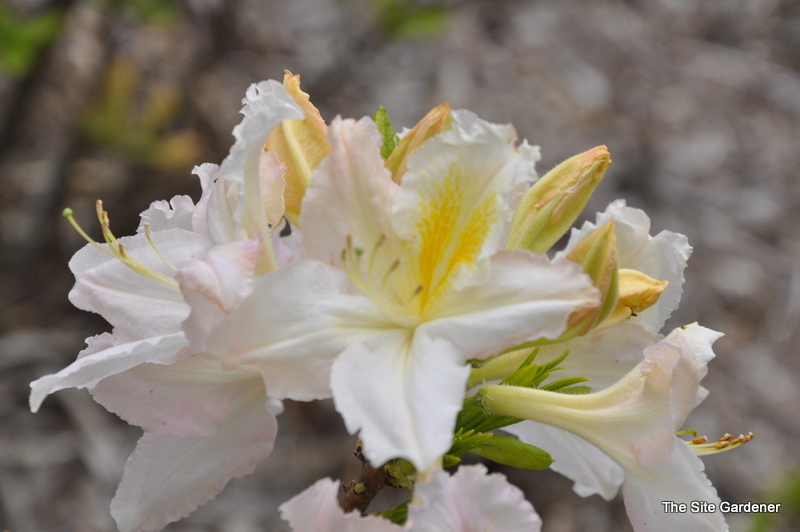Rhododendron Knap Hill White — photo 1