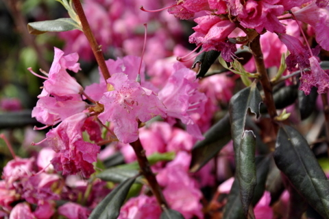 Rhododendron Landmark