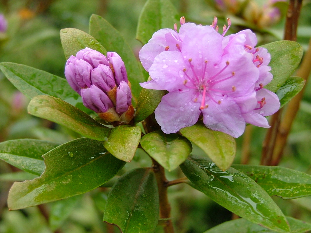 Rhododendron Lavender Frosting