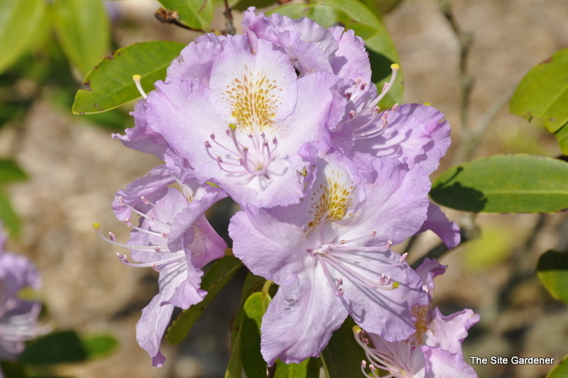 Rhododendron Lilac Lagoon