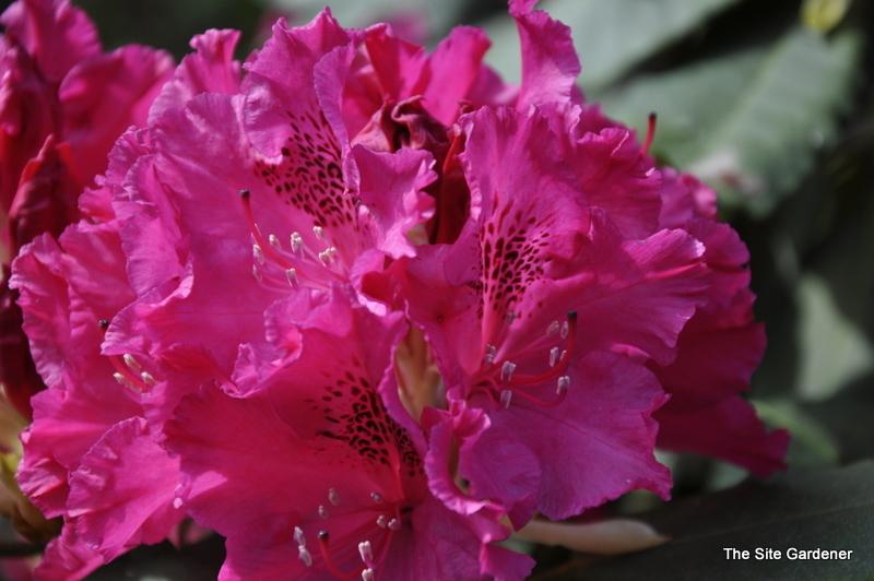 Rhododendron Low Red Frilled — photo 1