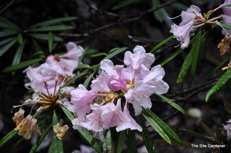 Rhododendron Makinoi
