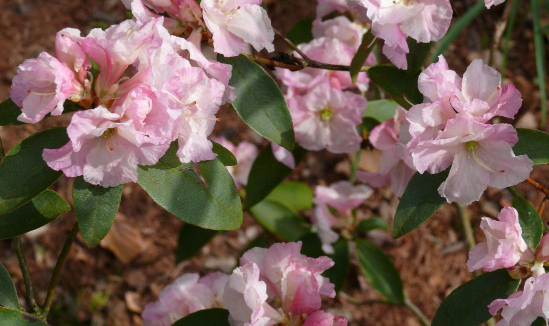 Rhododendron Malta