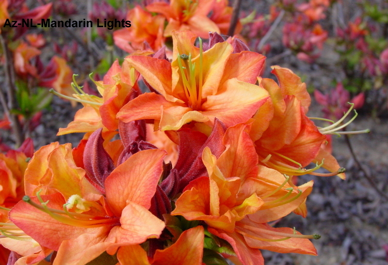 Rhododendron Mandarin Lights