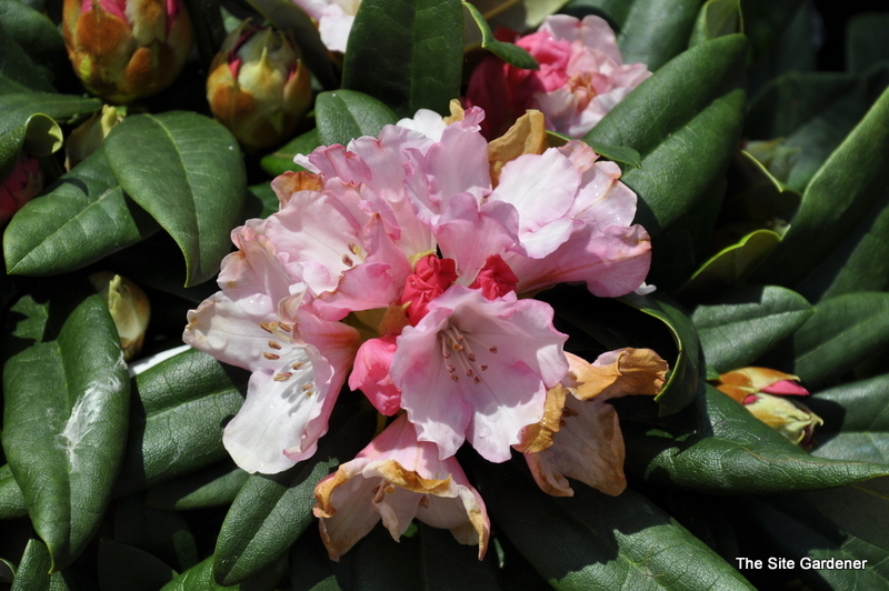 Rhododendron Mardi Gras — photo 1