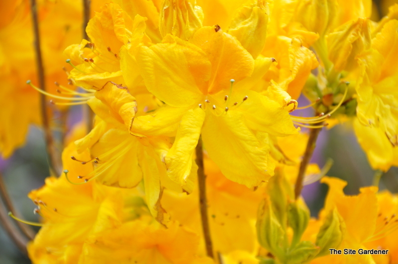 Rhododendron Melford Lemon