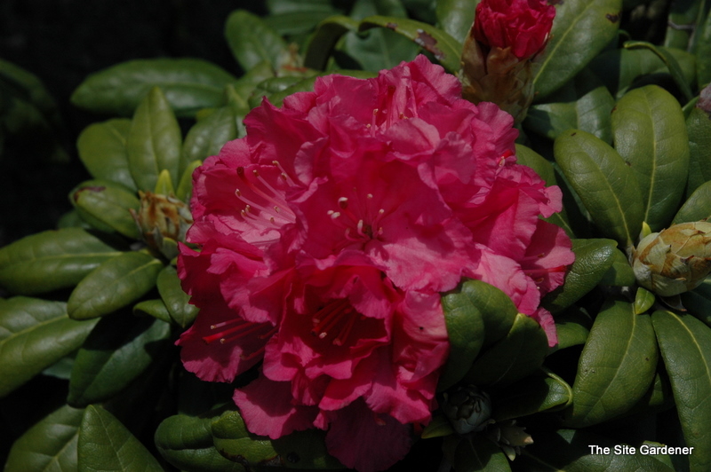 Rhododendron Mikkeli