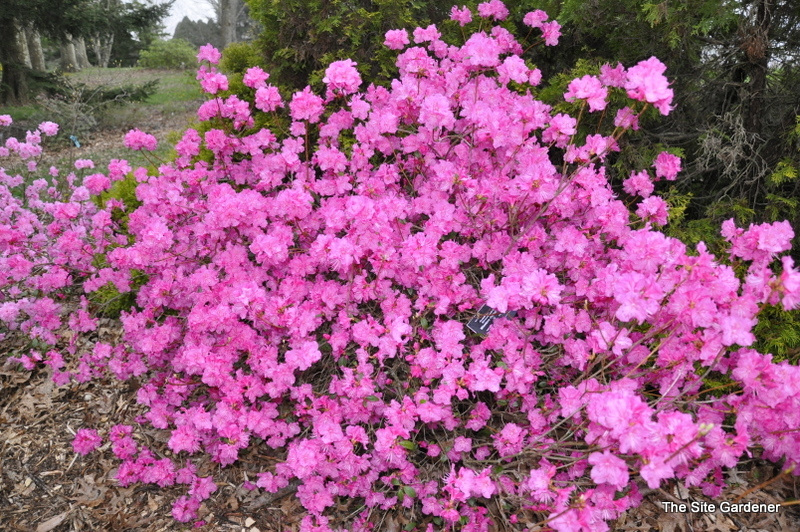 Rhododendron Milestone