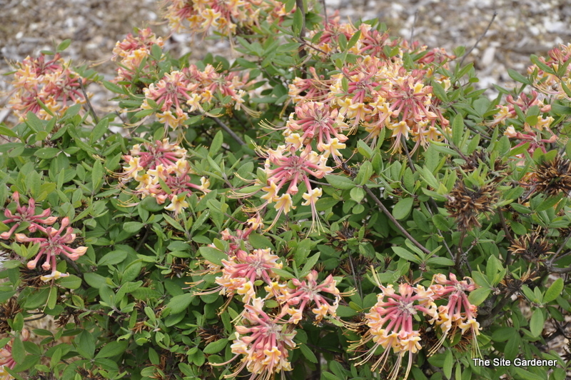 Rhododendron Millie Mac — photo 1