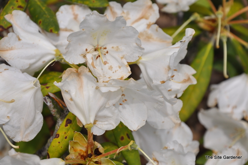 Rhododendron Mist Maiden