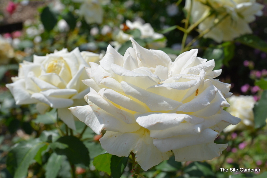 Rhododendron Mme