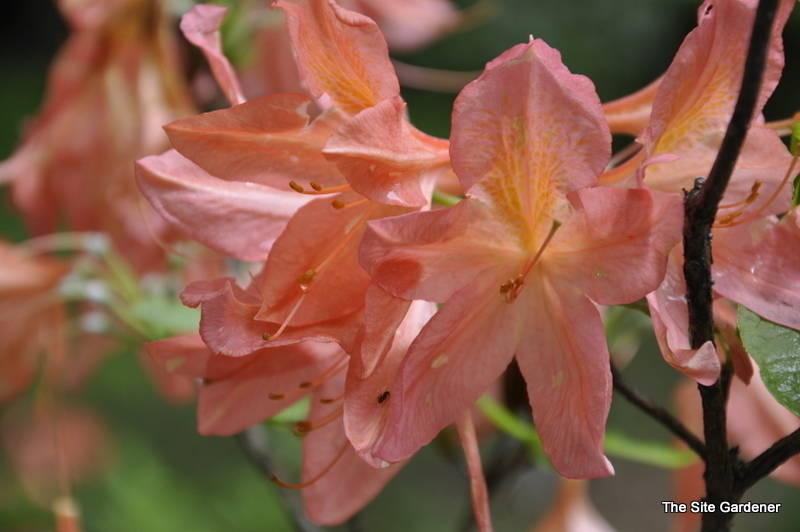 Rhododendron Molle