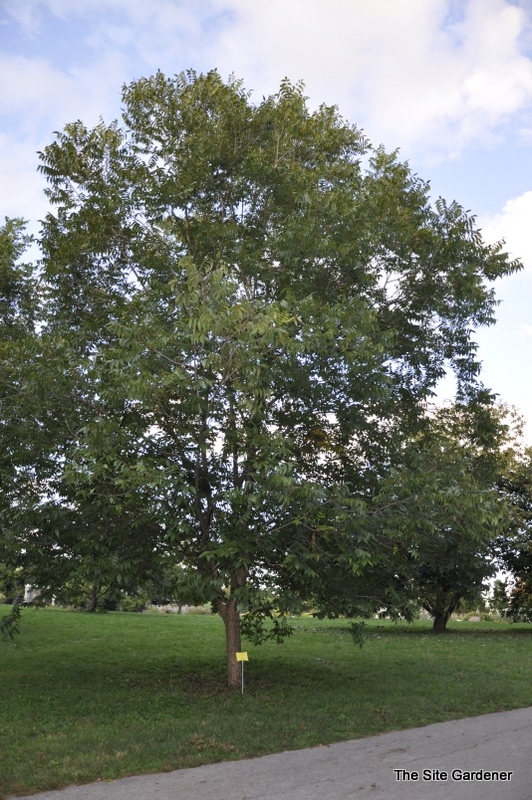 Carya illinoinensis 'Sumner'