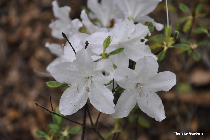 Rhododendron Mucronastum — photo 1