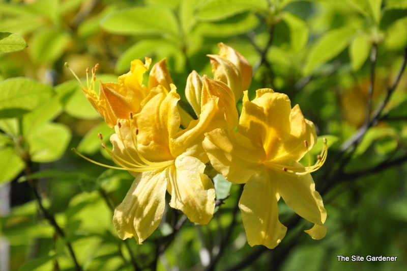 Rhododendron Nancey Waterer
